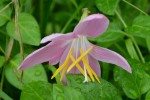 サフランモドキ	サフラン擬	Zephyranthes carinata	6～10月